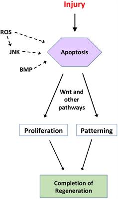 From Cell Death to Regeneration: Rebuilding After Injury